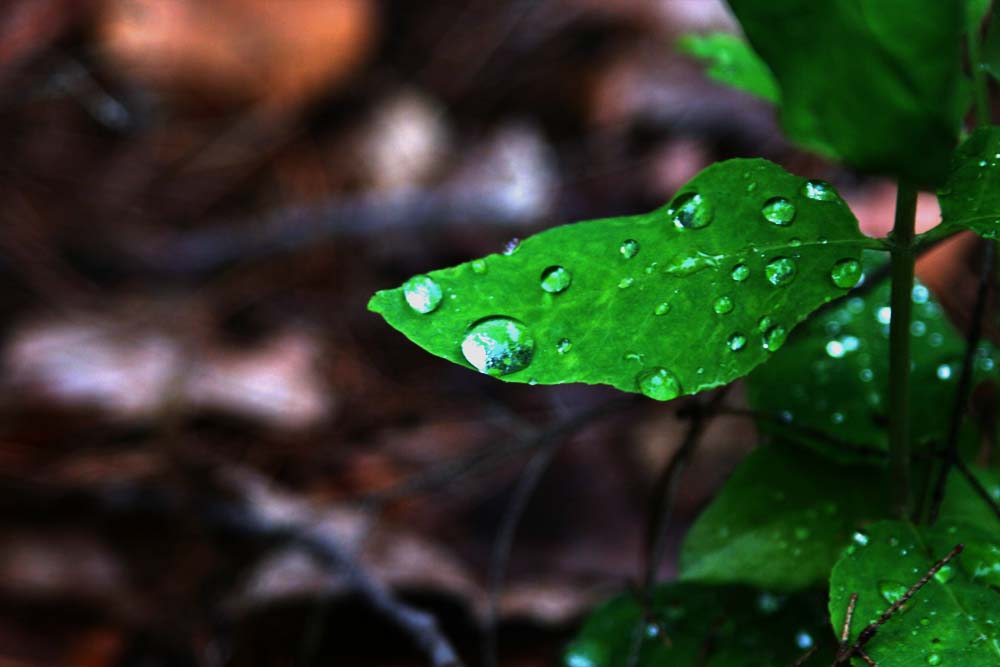 Water dropletes on leaf